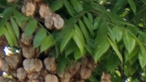 Starbucks cierra algunas de sus sucursales en Estados Unidos.