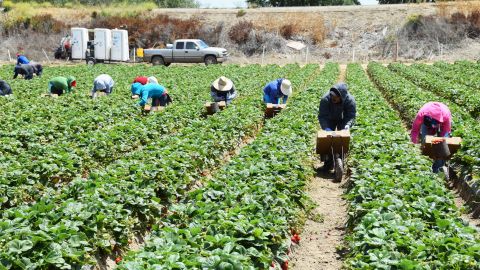 Trabajadores inmigrantes EE.UU