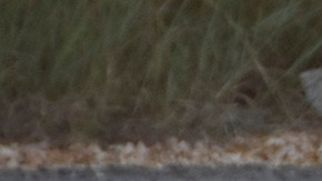 Violencia en Sinaloa