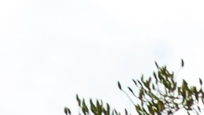 Wegmans retira de anaqueles nuggets de pollo congelados por posibles fragmentos de huesos