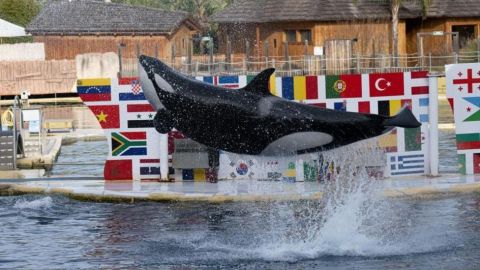 "Solo saben estar entre humanos": el dilema de qué hacer con dos orcas de un parque acuático que cierra en Francia