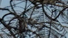 En medio de caos por incendios, condado de Los Ángeles envía alerta de evacuación por error