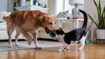 La idea de que los perros y gatos no se llevan bien podría quedar atrás.