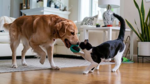 La idea de que los perros y gatos no se llevan bien podría quedar atrás.