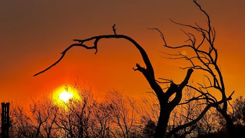 Fuertes vientos amenazan a Los Ángeles y Ventura, con “alto riesgo” de incendios forestales