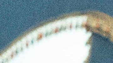 Harris cierra su etapa en la Casa Blanca con gira por Singapur, Bahréin y Alemania