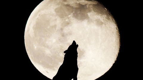 La Luna de Lobo es la primera luna llena del año.