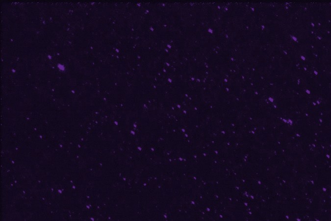 Piscis: del 19 de febrero al 20 de marzo