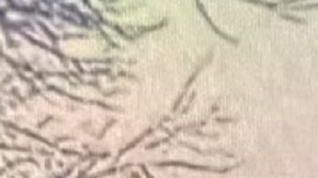 Saucedo escapó de la custodia del Hospital Bellville poco después de las 7 p.m. del jueves. Según las autoridades