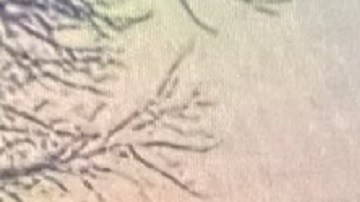 Saucedo escapó de la custodia del Hospital Bellville poco después de las 7 p.m. del jueves. Según las autoridades