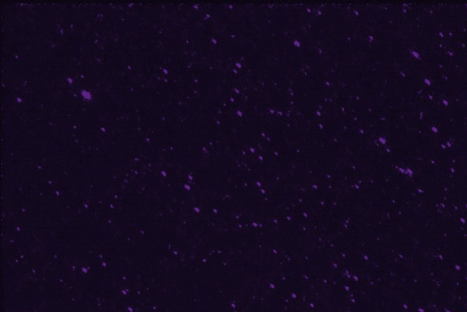 Tauro: del 20 de abril al 20 de mayo.