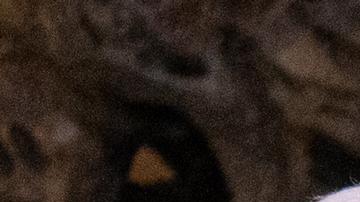 Papa Francisco, aquejado de neumonía, pasó "noche tranquila"