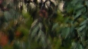 San Diego County Sheriff's vehicles line up outside of the Chabad of Poway Synagogue Saturday, April 27, 2019, in Poway, Calif. Several people were injured in a shooting at the synagogue. (AP Photo/Denis Poroy)