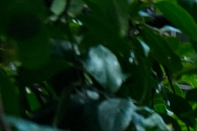 A vehicle is dug out of the mud after a storm Friday, Feb. 14, 2025, in Sierra Madre, Calif. (AP Photo/Damian Dovarganes)