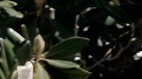 A Los Angeles Metro bus with an electronic display requiring a face mask is seen as makes it's way through traffic in the Panorama City, section of Los Angeles on Tuesday, April 19, 2022. A federal judge's decision to strike down a national mask mandate was met with cheers on some airplanes but also concern about whether it's really time to end the order sparked by the COVID-19 pandemic. (AP Photo/Richard Vogel)
