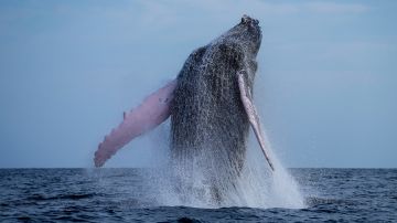 VIDEO: Ballena se traga a un joven mientras practicaba kayak en Chile