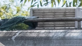 Irma Vega ve el daño causado por un choque en la casa de su madre en el sur de LA.