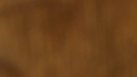 Cómo influyen la leche y el queso en nuestro intestino
