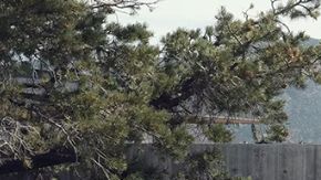 El súper potente Lexus LX 700h 2025