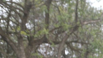 Publicación: Dic. 22 2024 Fotógrafo: Archivo Lugar: SANTIAGO, NL Formato: 1500 x 1000 JPG Documento: 610.0 KB Folio: 2460409