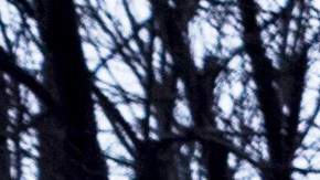 Mud flows down a road in the Eaton Fire zone during a storm Thursday, Feb. 13, 2025, in Altadena, Calif. (AP Photo/Etienne Laurent)