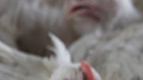 La gripe aviar está impactando de lleno a las granjas estadounidenses