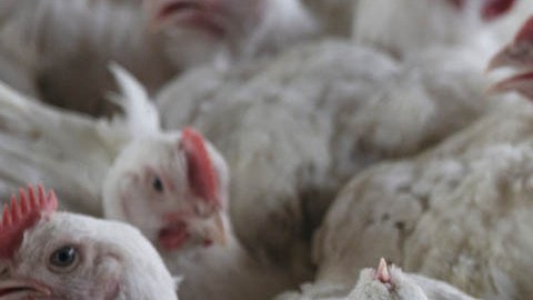 La gripe aviar está impactando de lleno a las granjas estadounidenses