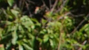 Tras su desaparición, autoridades mexicanas iniciaron operativos en la zona, mientras que en Unidos, el FBI abrió una investigación.