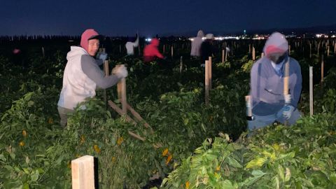Trabajadores agricolas se preparan para sus extenuantes labores diarias en los campos de California.