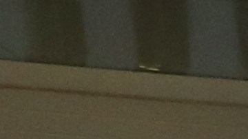 “Trump, ningún ser humano es ilegal en tierra robada”, señalaron los protestantes.