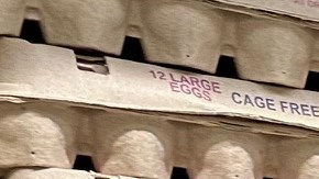 Silvino Matías examina qué cartera de huevos le conviene más comprar debido a los altos precios.