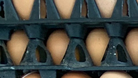 Importación de huevos EE.UU.