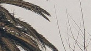 State Farm solicita incremento en tarifas a California por impacto de incendios