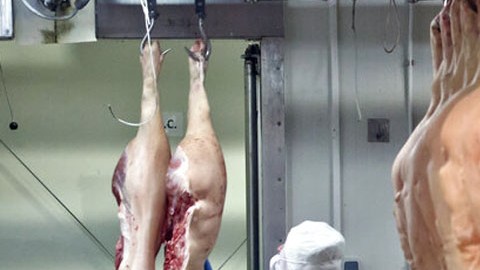 Trabajador en el interior de una planta procesadora de carne