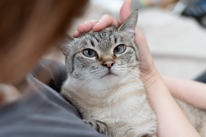 La gripe aviar puede transmitirse de humanos a gatos