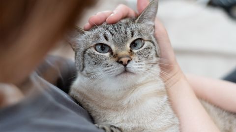 Owner,Stroking,His,Pet,Cat