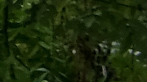 Más restaurantes en EE.UU. podrían cerrar en 2025: esta es la razón