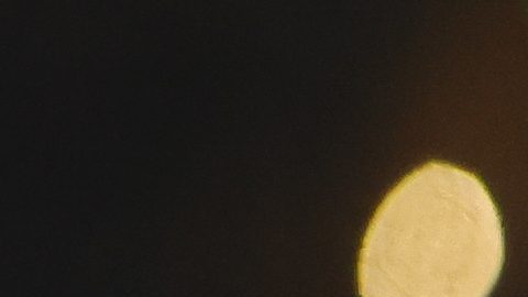 Óscar de la Hoya