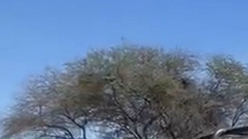 Policía de Tlajomulco