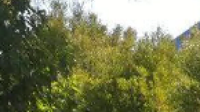 Foto de archivo de la Cal State University en Long Beach.