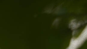 Servicio de Impuestos Internos