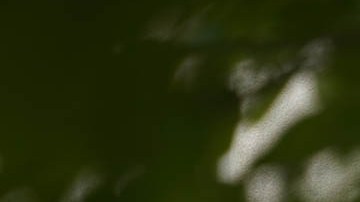 Servicio de Impuestos Internos