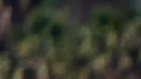 Trabajador agrícola contrajo el primer caso humano de gripe aviar en Ohio