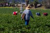 Trabajador agrícola contrajo el primer caso humano de gripe aviar en Ohio