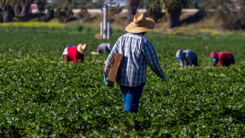 Trabajador agrícola contrajo el primer caso humano de gripe aviar en Ohio