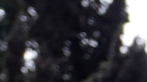 A pedestrian walks by a property destroyed by the Eaton Fire, Monday, Feb. 17, 2025, in in Altadena, Calif. (AP Photo/Chris Pizzello)