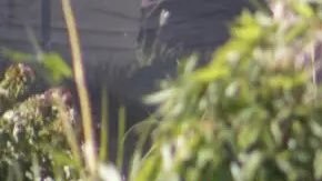 Violencia en México