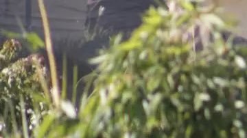 Violencia en México