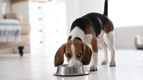 Retiran del mercado comida natural para perros por riesgo de salmonela