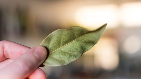 El laurel posee una combinación de flavonoides, taninos y aceites esenciales que les otorgan propiedades relajantes, digestivas y hasta repelentes de insectos.